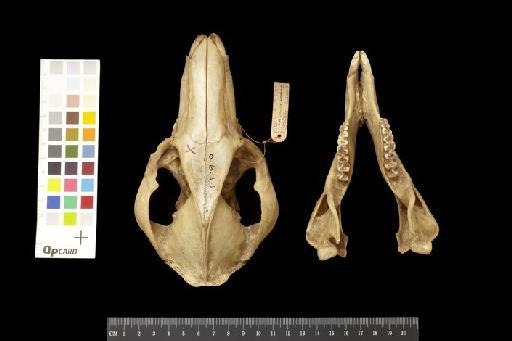 Macropus robustus woodwardi Thomas, 1901 - 1900.6.1.1_Skull_Dorsal
