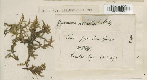 Rhacocarpus excisus (Müll.Hal.) Paris - BM000960825