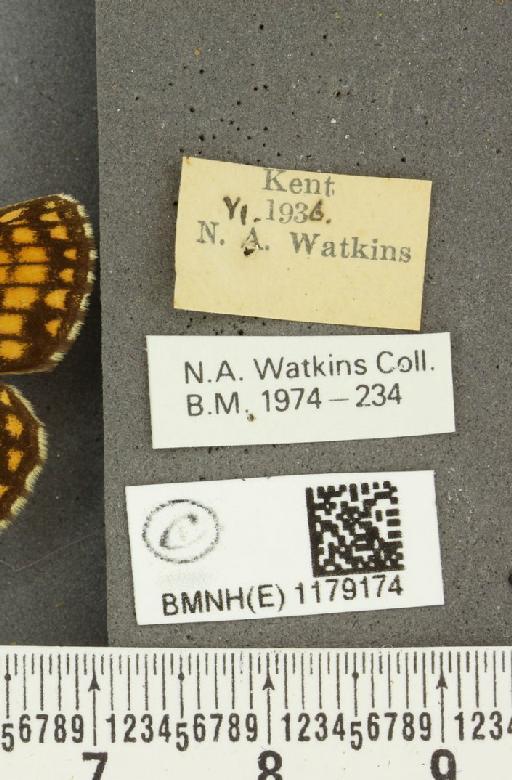 Melitaea athalia (Rottemburg, 1775) - BMNHE_1179174_label_56903