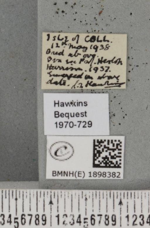 Lycia zonaria atlantica (Harrison, 1938) - BMNHE_1898382_label_491254