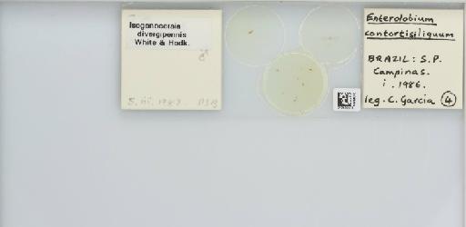 Isogonoceraia divergipennis White & Hodkinson, 1980 - 013482975_117198_1146273_157792_NonType_result