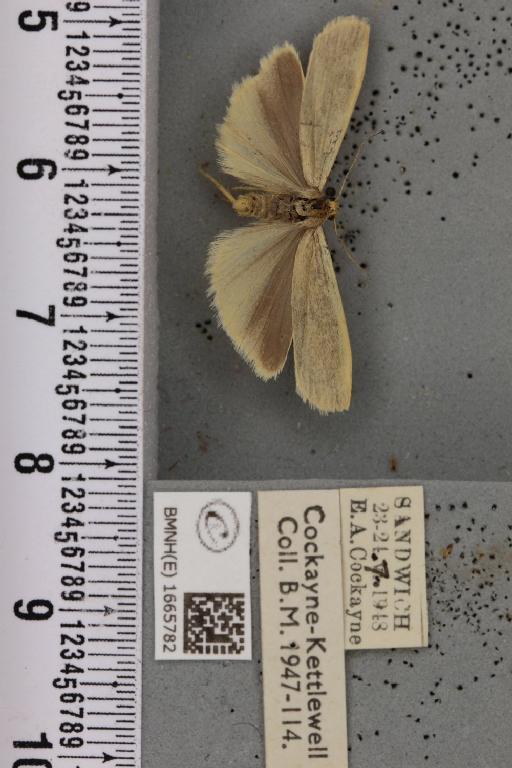 Eilema pygmaeola pygmaeola (Doubleday, 1847) - BMNHE_1665782_289833