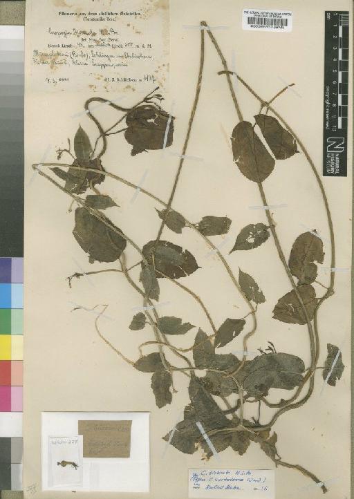 Ceropegia distincta subsp. lugardae N.E.Br. - BM000528533
