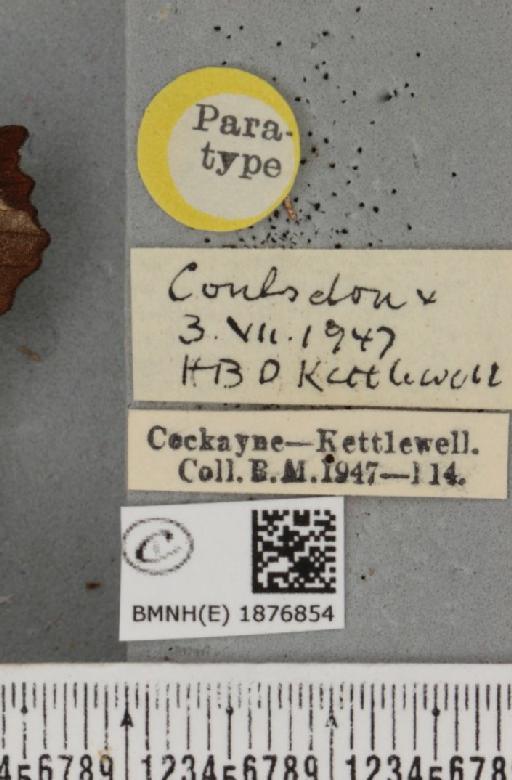 Selenia tetralunaria ab. nigrescens Cockayne, 1949 - BMNHE_1876854_label_449230