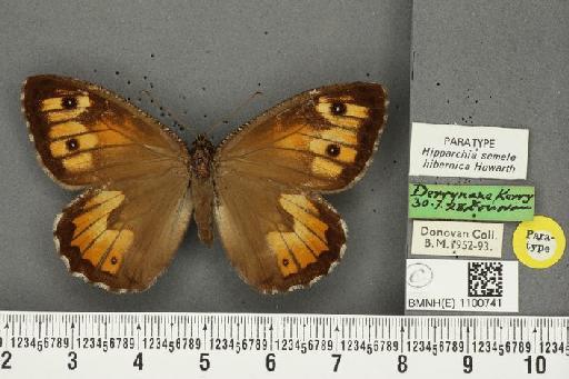 Hipparchia semele hibernica Howarth, 1971 - BMNHE_1100741_11832