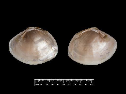 Unio testudineus subterclass Palaeoheterodonta Morelet, 1849 - 1894.3.22.1, SYNTYPE, Unio testudineus Morelet, 1849