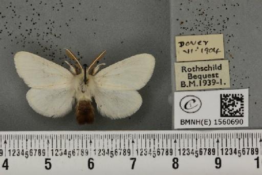Euproctis chrysorrhoea (Linnaeus, 1758) - BMNHE_1560690_253339