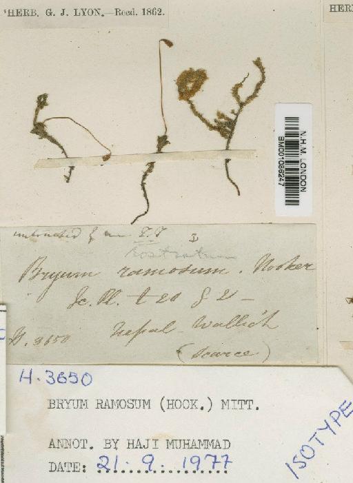 Bryum billarderi Schwägr. - BM001086247