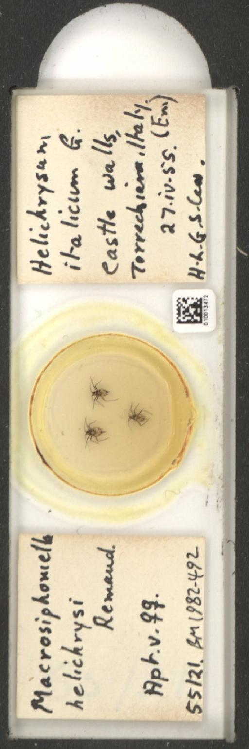 Macrosiphoniella helichrysi Remaudiere, 1952 - 010013472_112660_1094725