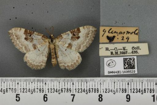 Xanthorhoe montanata montanata ab. fuscomarginata Staudinger, 1871 - BMNHE_1609520_312207