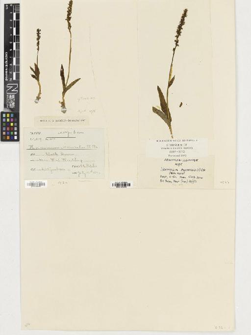 Herminium monorchis (L.) R.Br. - BM001080658