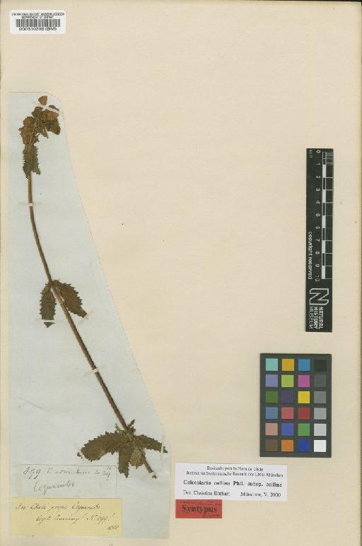 Calceolaria collina subsp. collina Philippi - BM000510339