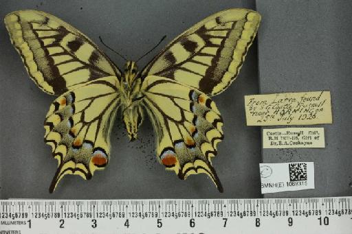 Papilio machaon britannicus Seitz, 1907 - BMNHE_1089315_64110