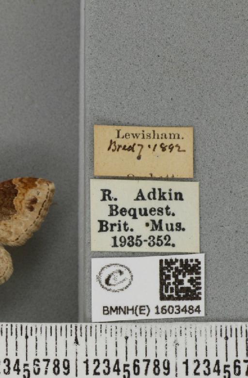 Xanthorhoe ferrugata ab. unidentaria Haworth, 1809 - BMNHE_1603484_label_310775