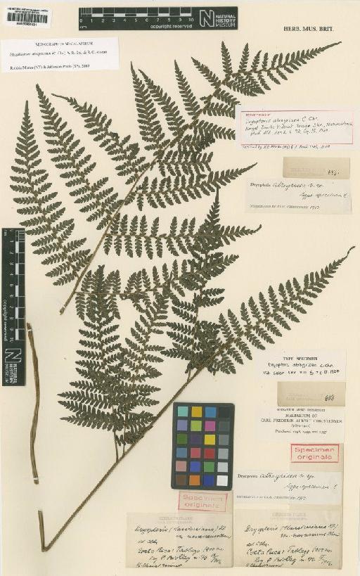 Megalastrum atrogriseum (C.Chr.) A.R.Sm. & R.C.Moran - BM000921531