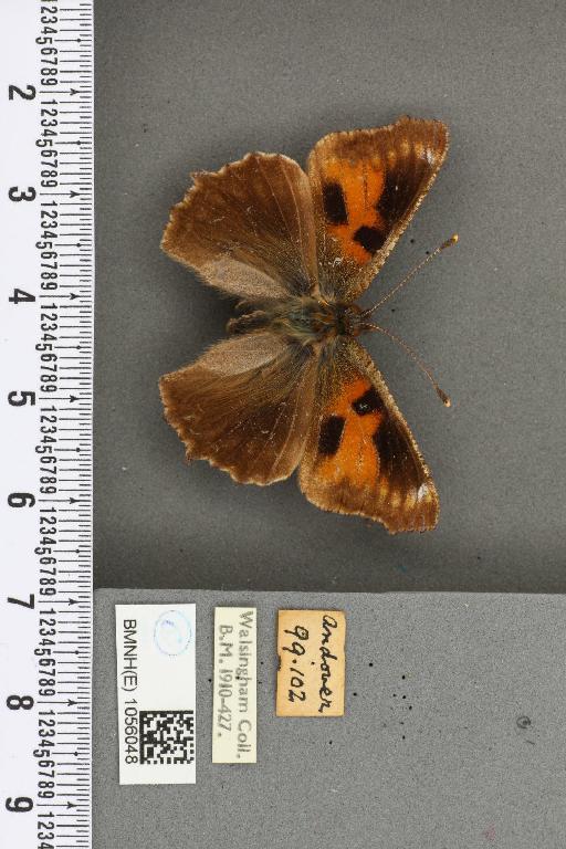 Aglais urticae ab. nigrita Fickert, 1897 - BMNHE_1056048_45429
