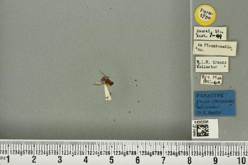 Bactrocera (Bactrocera) laticauda (Hardy, 1950) - BMNHE_1436296_32480