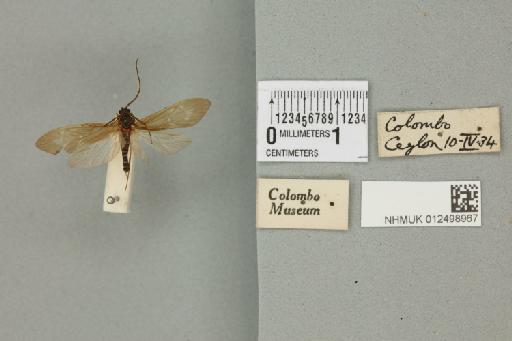 Dipseudopsis notata (Fabricius, 1781) - 012498967_840300_1746708