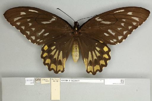 Ornithoptera croesus croesus Wallace, 1859 - 013604983__