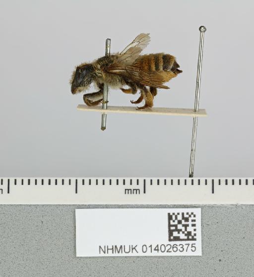 Megachile (Creightonella) dorsata Smith, F., 1853 - 014026375__-