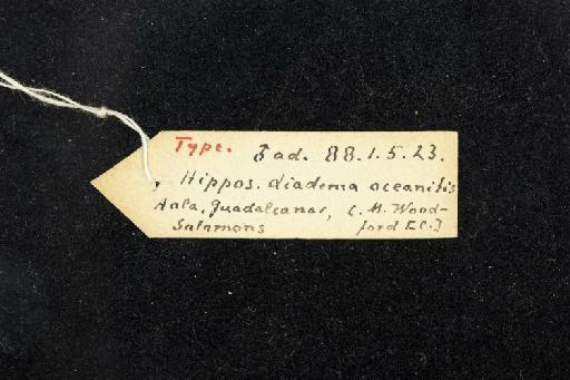 Hipposideros diadema oceanitis K. Andersen, 1905 - 1888_1_5_23-Hipposideros_diadema_oceanitis-Type-Skull-label