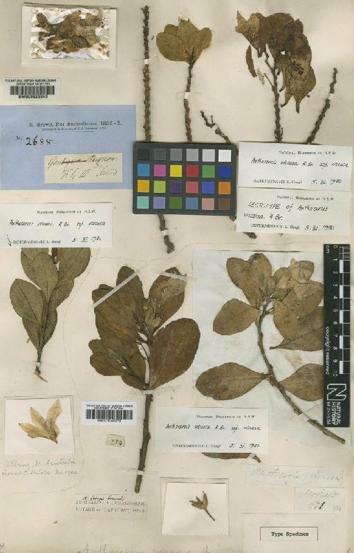 Anthocercis viscosa subsp. viscosa R.Br. - BM000629243