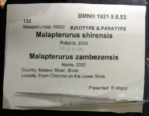 Malapterurus shirensis Roberts, 2000 - 1921.9.6.53; Malapterurus shirensis; image of jar label; ACSI project image