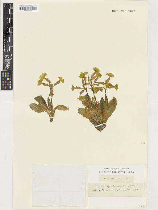 Primula vulgaris Huds. - BM001036772