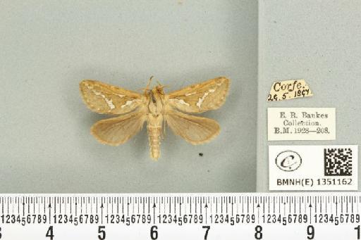 Korscheltellus lupulina ab. dacicus Caradja, 1893 - BMNHE_1351162_186272