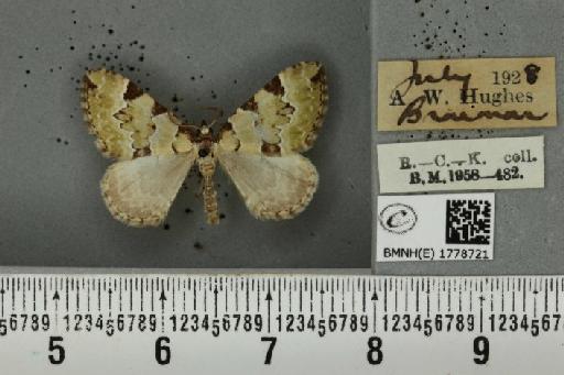 Colostygia pectinataria ab. albocincta Lempke, 1949 - BMNHE_1778721_354364