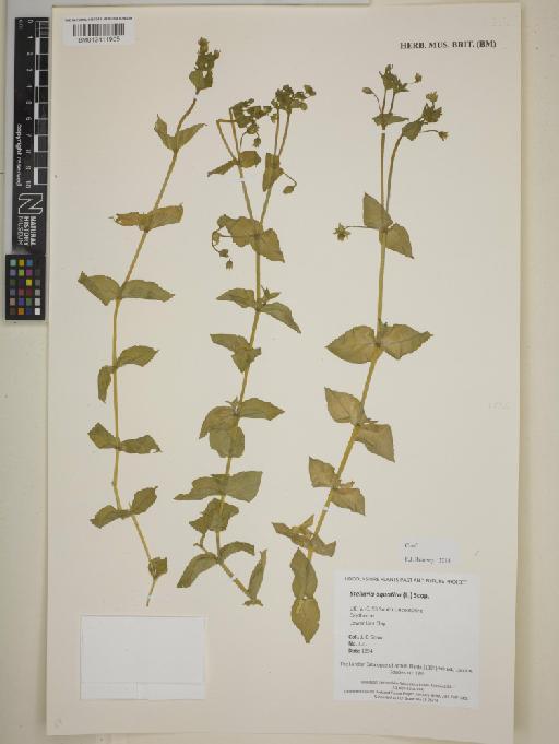 Stellaria aquatica (L.) Scop. - BM013411905