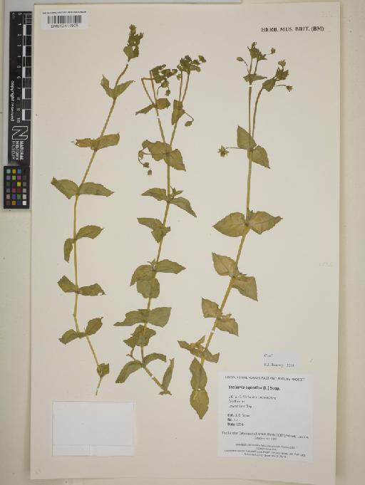 Stellaria aquatica (L.) Scop - BM013411905