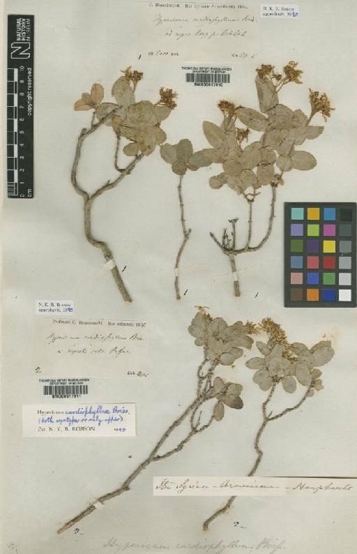 Hypericum cardiophyllum Boiss. - BM000617010