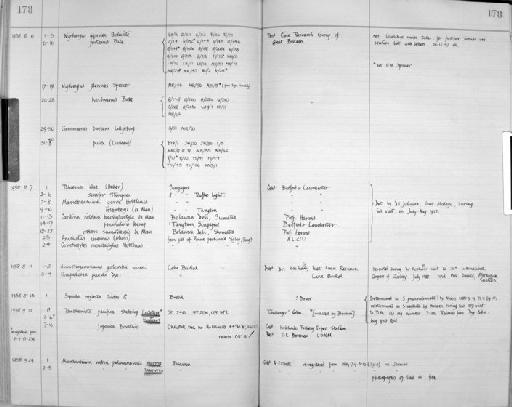 Parathemisto pacifica parvorder Physocephalatidira Stebbing, 1888 - Zoology Accessions Register: Crustacea: 1935 - 1962: page 178