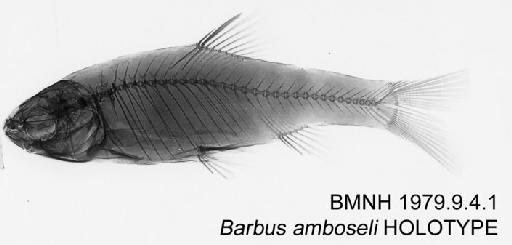 Barbus amboseli Banister, 1980 - BMNH 1979.9.4.1 - Barbus amboseli HOLOTYPE Radiograph