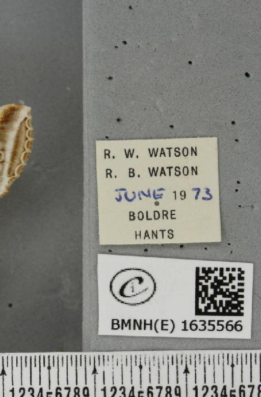 Habrosyne pyritoides (Hufnagel, 1766) - BMNHE_1635566_label_201999