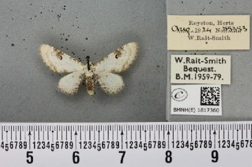 Eupithecia centaureata (Denis & Schiffermüller, 1775) - BMNHE_1817360_388051