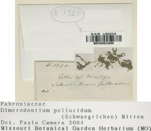 Dimerodontium pellucidum (Schwägr.) Mitt. - BM000852866
