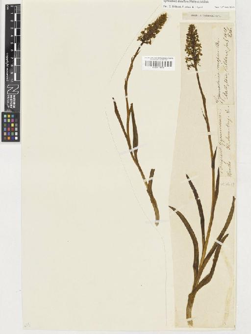 Gymnadenia densiflora (Wahlenb.) A.Dietr. - BM001116942