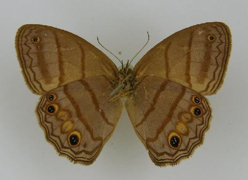 Euptychia ocnus Butler, 1867 - BMNH(E)_ 1266945_Magneuptychia_(Euptychia)_ocnus_Butler_HT_female_ (3)