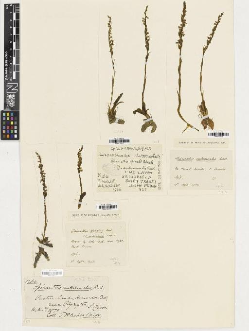 Spiranthes spiralis (L.) Chevall. - BM001164277