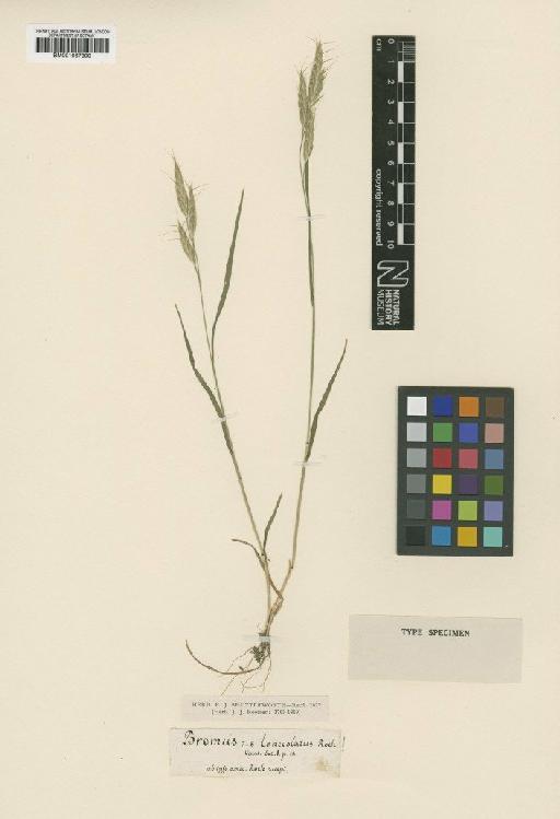 Bromus lanceolatus Roth - BM001067300