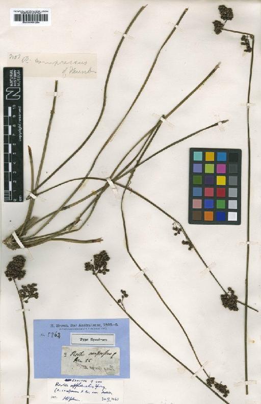 Platychorda applanata (Spreng.) B.G.Briggs & L.A.S.Johnson - BM000991284