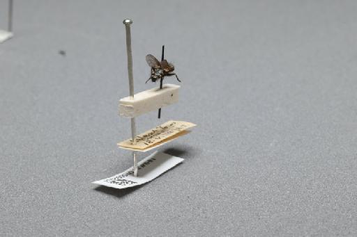 Sarcophaga (Myorhina) nigriventris Meigen, 1826 - 015092034_additional_1