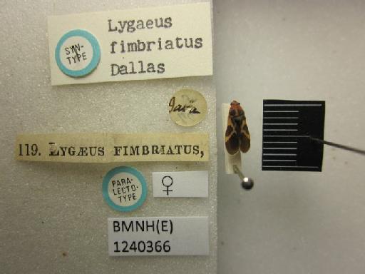 Lygaeus fimbriatus Dallas, 1852 - Lygaeus fimbriatus-BMNH(E)1240366-Paralectotype female dorsal & labels 1