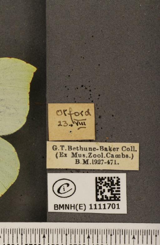 Gonepteryx rhamni rhamni Linnaeus, 1758 - BMNHE_1111701_label_65318