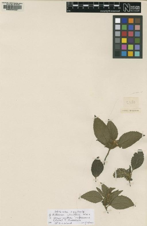 Strobilanthes rufescens (Roth) Anders - BM000645331