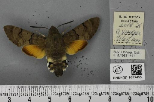 Macroglossum stellatarum (Linnaeus, 1758) - BMNHE_1637495_206168