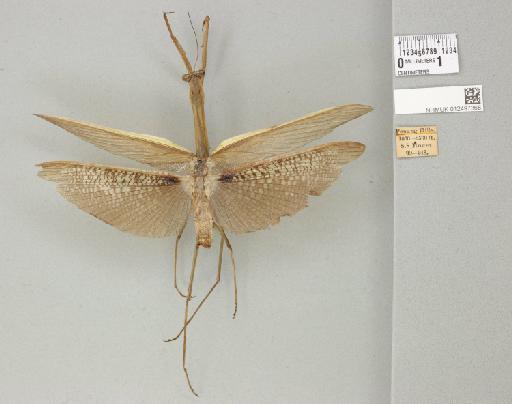 Tenodera aridifolia (Stoll, 1813) - 012497368_117149_89391