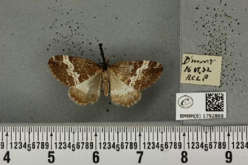 Perizoma affinitata (Stephens, 1831) - BMNHE_1792888_370227